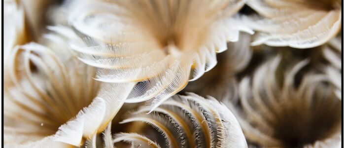 Kolonialer Röhrenwurm / Bispira brunnea Curacao Divers Deutsche Tauchschule Tauchen Tauchurlaub Urlaub entspannen Unterwasser Non Limit Freiheit selbstständig Karibik