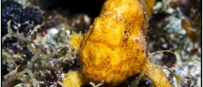 Augenfleck-Anglerfisch / Antennarius multiocellatus Porto Marie Curacao Anglerfisch beim tauchen Curacao Divers Deutsche Tauchschule Tauchen Tauchurlaub Urlaub entspannen Unterwasser Non Limit Freiheit selbstständig Karibik