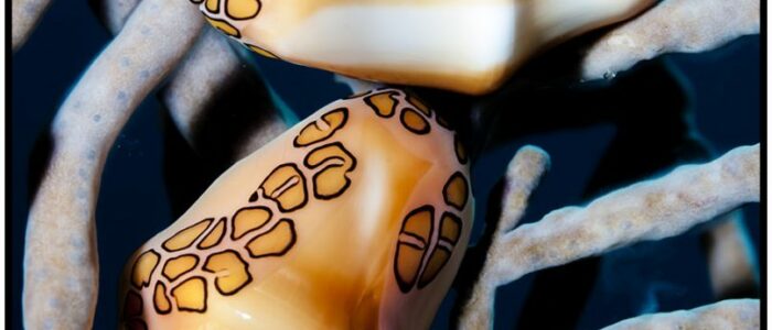 Flamingozunge / Cyphoma gibbosum Flamingozunge beim tauchen Curacao Divers Deutsche Tauchschule Tauchen Tauchurlaub Urlaub entspannen Unterwasser Non Limit Freiheit selbstständig Karibik