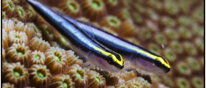 Hainasen-Grundel / Gobiosoma evelynae am Hausriff der Curacao Divers Curacao Divers Deutsche Tauchschule Tauchen Tauchurlaub Urlaub entspannen Unterwasser Non Limit Freiheit selbstständig Karibik