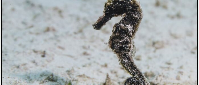 Curacao Tauchen Langschnäuziges Seepferdchen / Hippocampus reidi Seepferdchen Curacao Divers Deutsche Tauchschule Tauchen Tauchurlaub Urlaub entspannen Unterwasser Non Limit Freiheit selbstständig Karibik