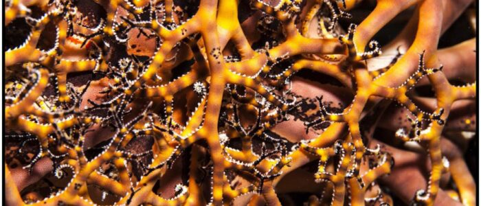 Karibisches Gorgonenhaupt / Astrophyton muricatum Curacao Divers Deutsche Tauchschule Tauchen Tauchurlaub Urlaub entspannen Unterwasser Non Limit Freiheit selbstständig Karibik