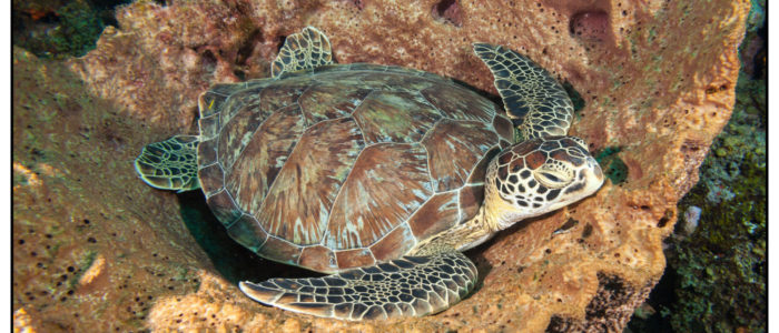 Curacao-Divers_IMG_7726_Tauchen_Urlaub Tauchen Curacao Curacao Tauchen