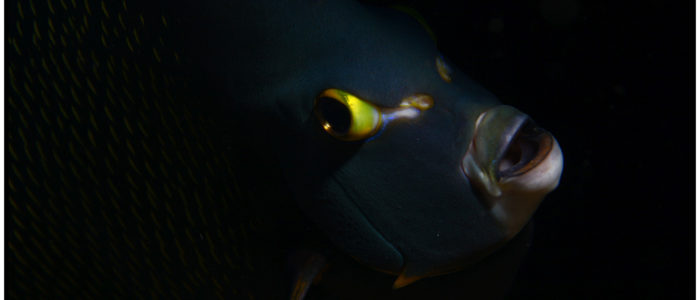 Curacao tauchen, tauchen in Curacao, Curacao tauchen