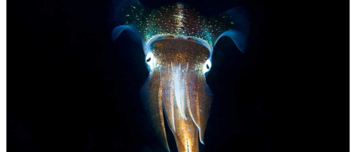 Curacao-Divers_Squid_Tauchen_Urlaub_IMG_7667 Curacao Tauchen